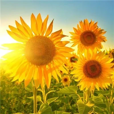 1000023768.webp