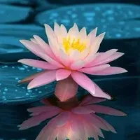 1000023817.webp